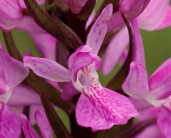 Closeup of flower, Dactylorhiza elata var brenensis
