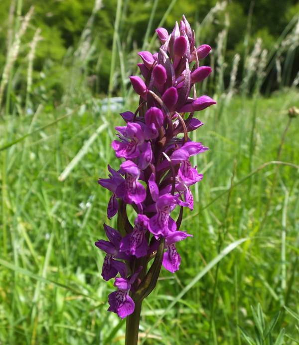 Robust Marsh Orchid in full flower