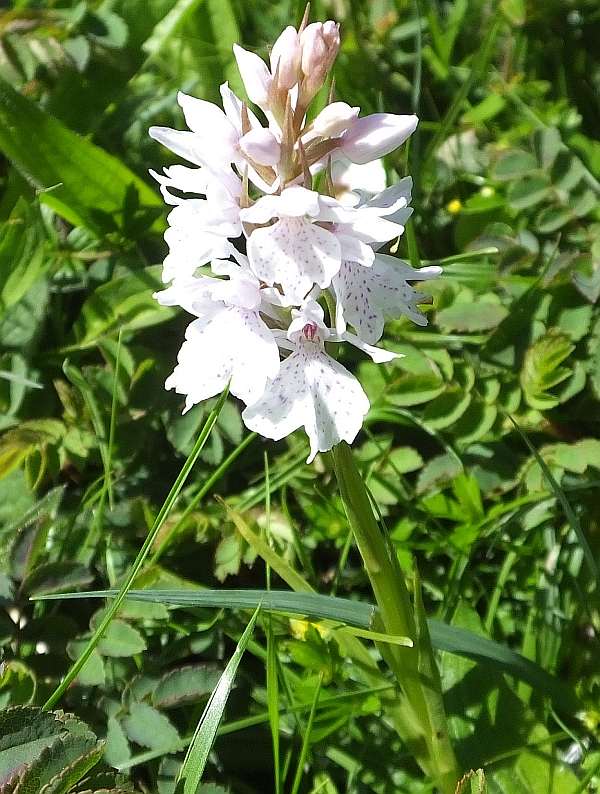 Dactylorhiza ericetorum