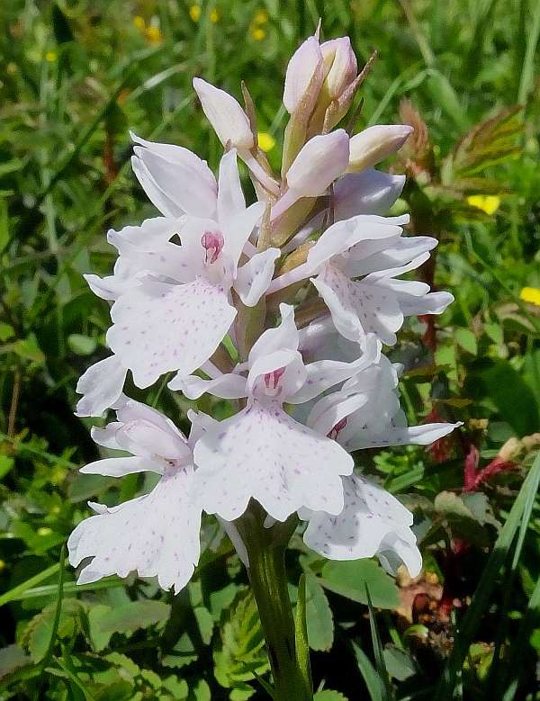 Closeup of flower head, Dactylorhiza ericetorum
