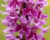 Dactylorhiza fuchsii var rhodochila