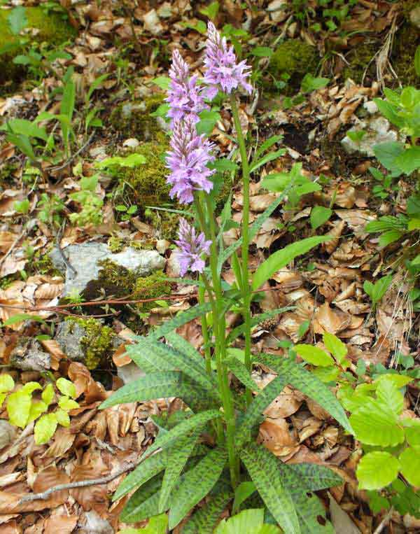 Dactylorhiza fuchsii, Vercors, France