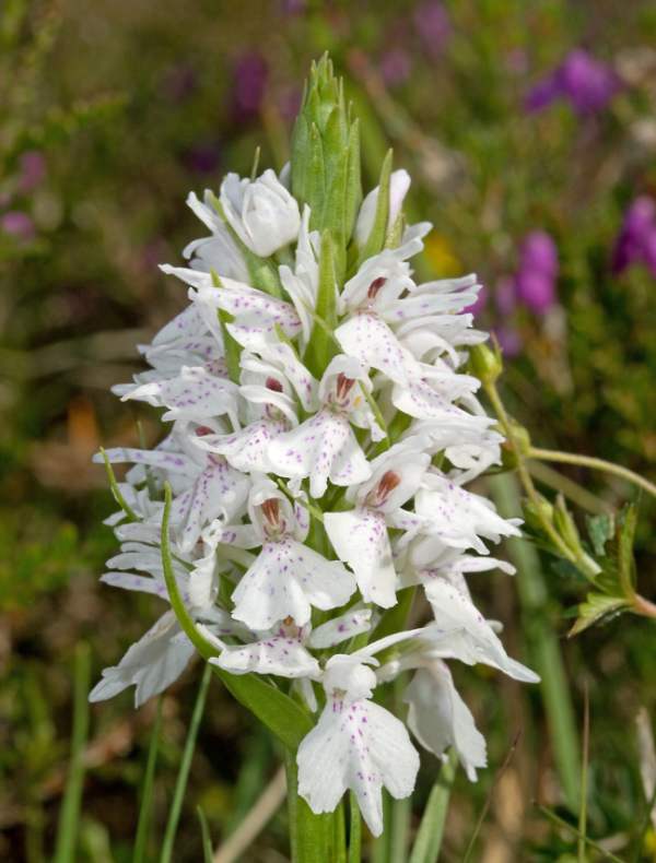 Dactylorhiza fuchsii, Portugal