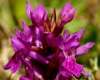 Early Marsh-orchid Dactylorhiza incarnata ssp. pulchella