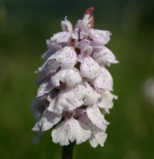 Dactylorhiza maculata