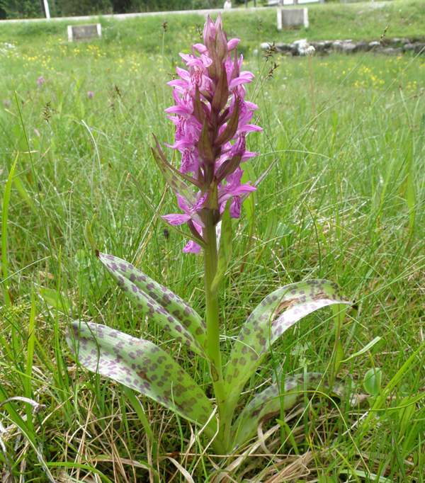 Broad-leaved marsh-orchid Dactyrlorhiza majalis