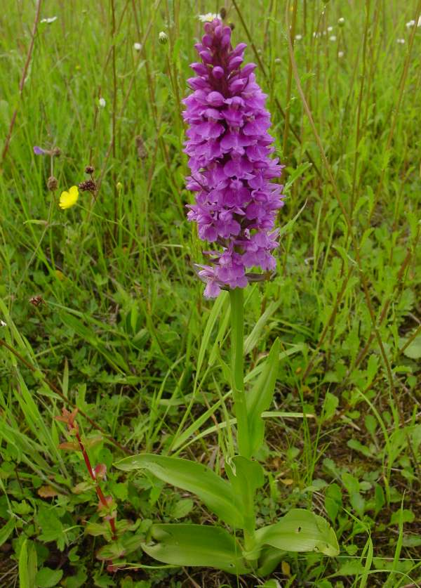 Dactylorhiza praetermissa - Southern Marsh-orchid
