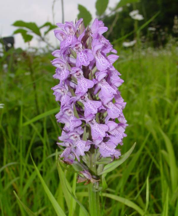 Pale flowered Dactylorhiza praetermissa - Southern Marsh-orchid