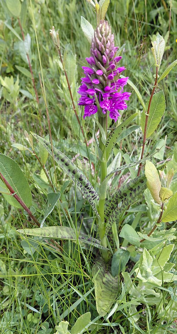 Dactylorhiza purpurella var cambrensis flowering at RSPB Conwy