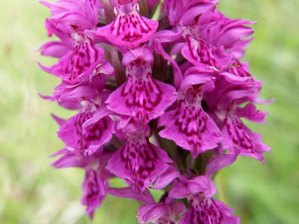 Dactylorhiza purpurella - Northern Marsh-orchid, closeup of flowers