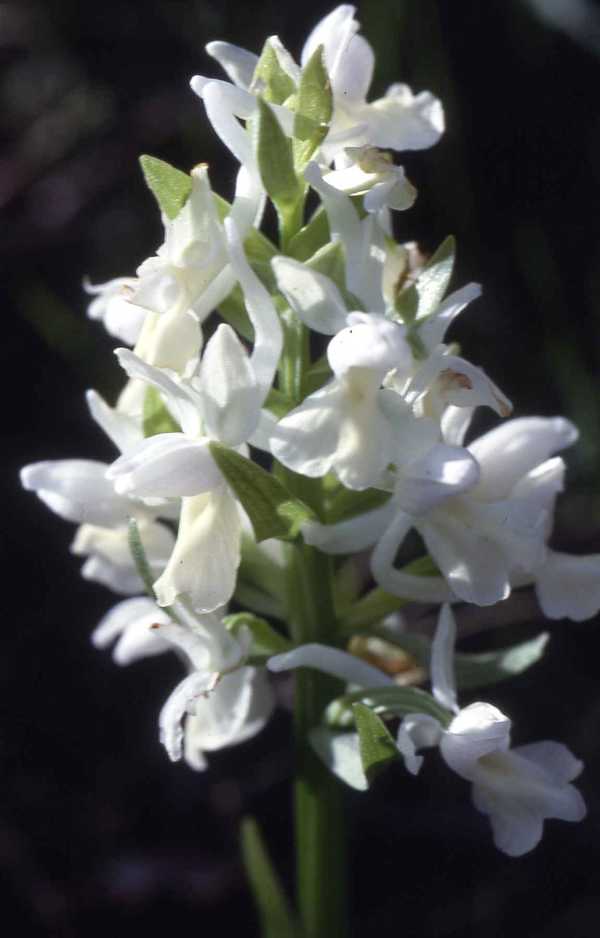 Roman Orchid Dactylorhiza romana