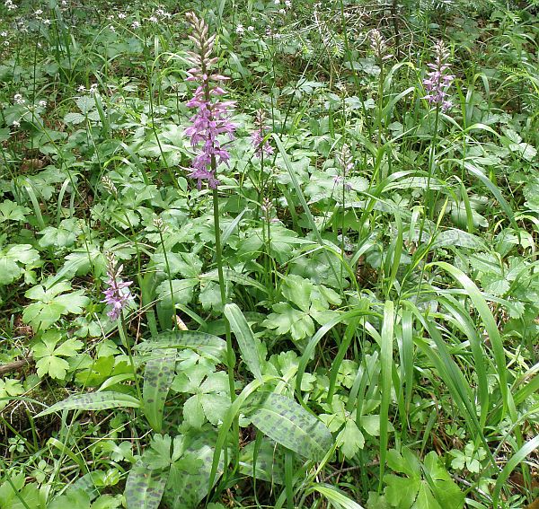 Dactylorhiza saccifera