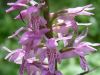 Wedge-lipped Orchid Dactylorhiza saccifera