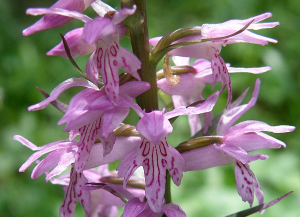 Dactylorhiza saccifera - closeup of flower spike
