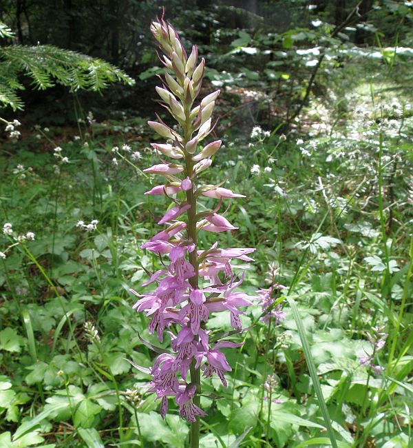 Dactylorhiza saccifera -  flower spike