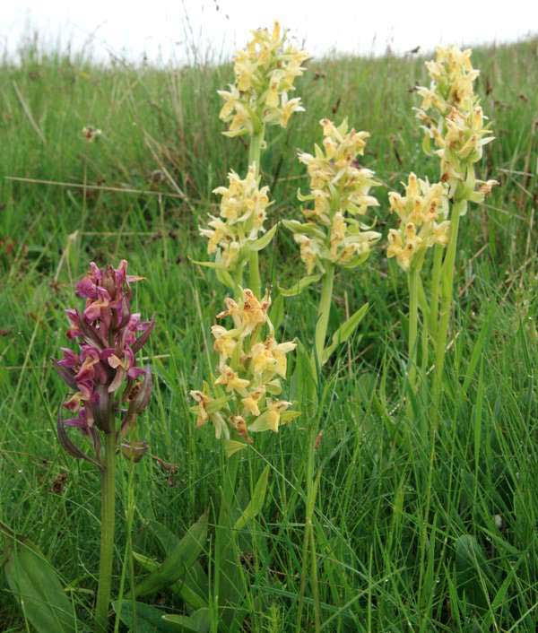 Dactylorhiza sambucina - Elder-flowered Orchid on a grassy knoll, France