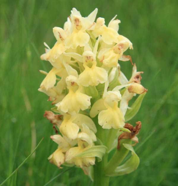 Dactylorhiza sambucina - yellow form