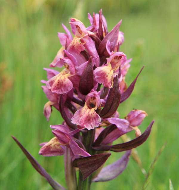 Dactylorhiza sambucina - red form