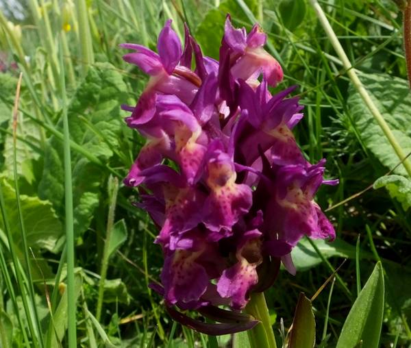 Dactylorhiza sambucina, red form, southern France