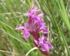 Narrow-leaved Marsh-orchid