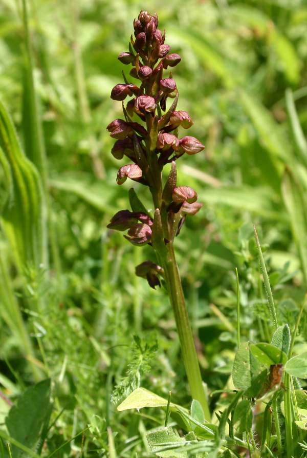 Dactylorhiza viridis - Frog Orchid