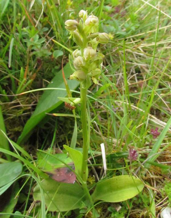 Frog Orchid, Ireland