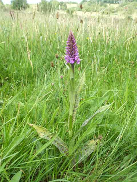 Dactylorhiza x grandis, closeup picture of the flowers