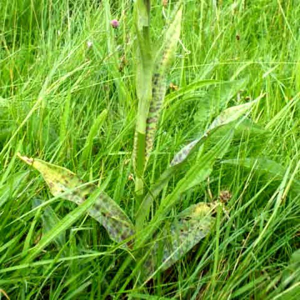 The leaves of D. xgrandis