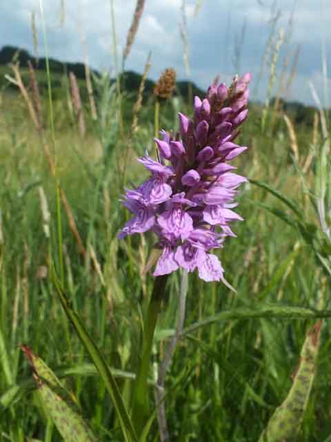 Closeup of flowers, Dactylorhiza x grandis