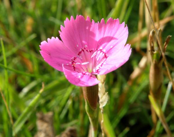 Dianthus deltoides, closeup of flower