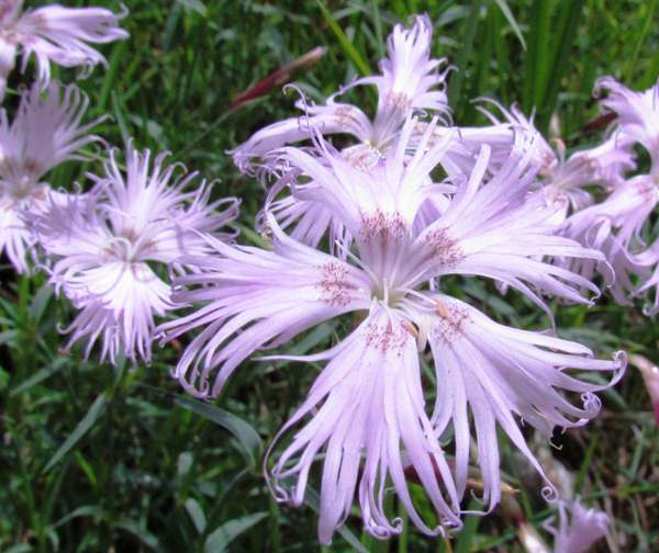 Fringed Pink, Dianthus superbus, , closeup of flower