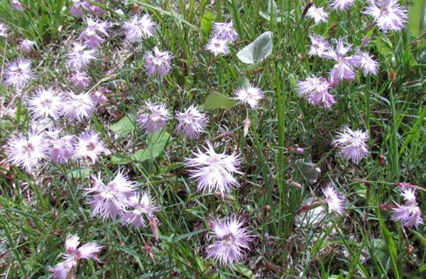 Dianthus superbus