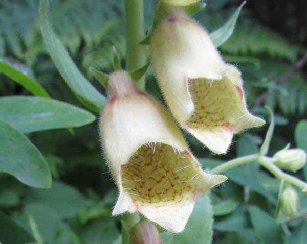 Digitalis purpurea, Foxgloves, Pembrokeshire