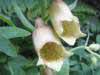Digitalis grandiflora