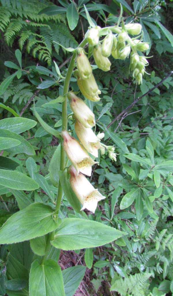 A closeup of the flowers of Foxglove