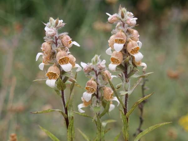Digitalis lanata
