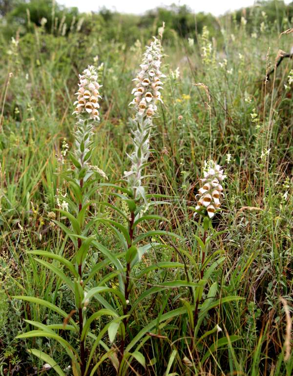 Digitalis lanata, group of plants in flower