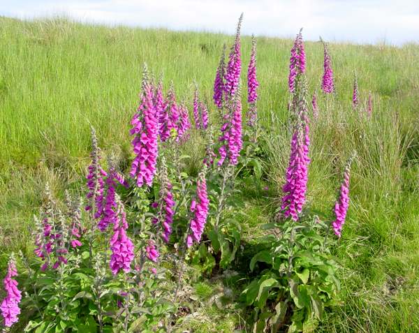 Digitalis purpurea, Foxgloves, Pembrokeshire
