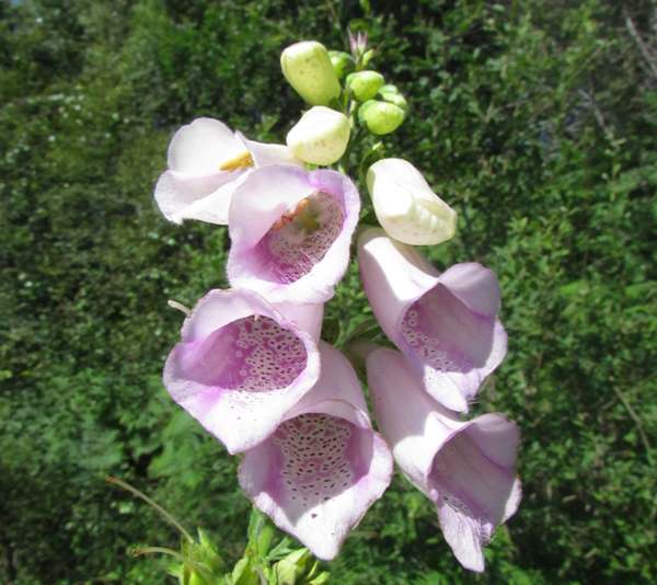 Pink Foxglove, Scotland