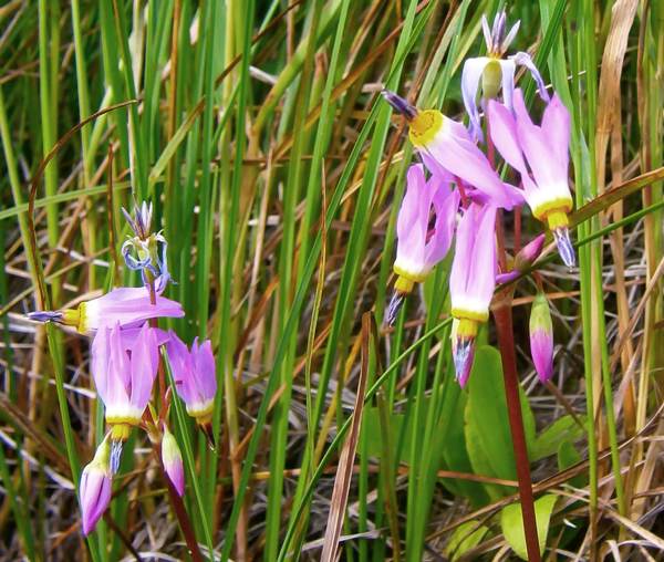 Shooting Star in Rocky mountain National Park USA