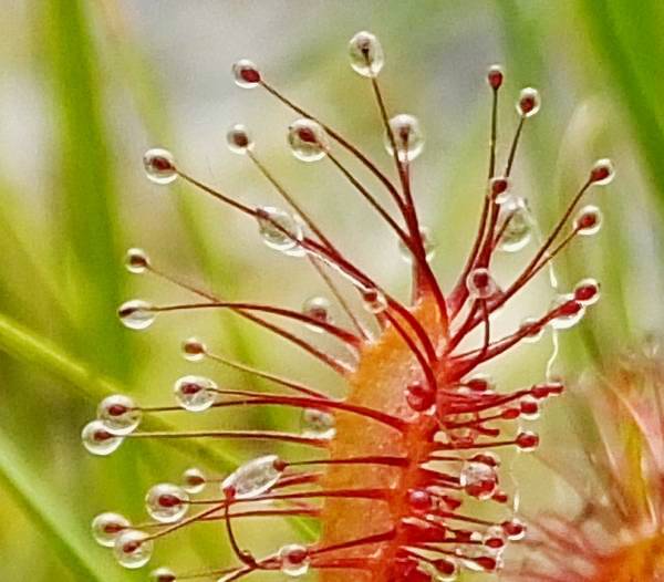 Great Sundew hairs, closeup