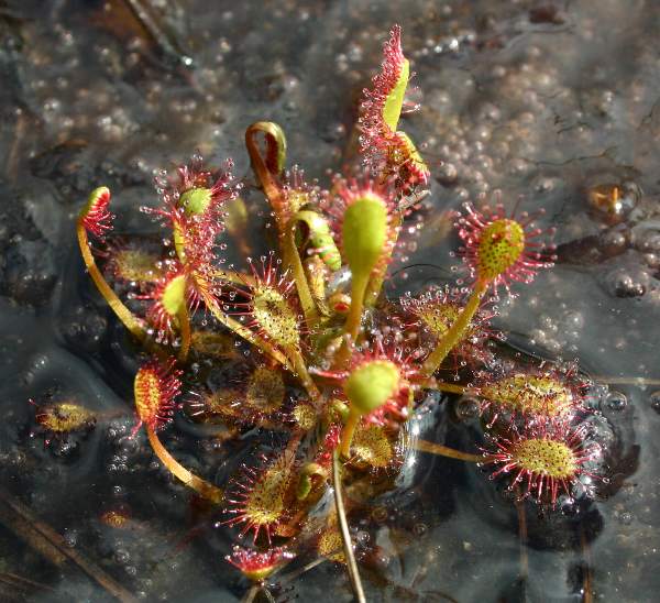 Leaves of Round-leaved Sundew Drosera rotundifolia