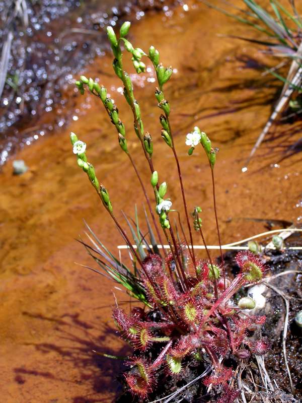 Round-leaved Sundew