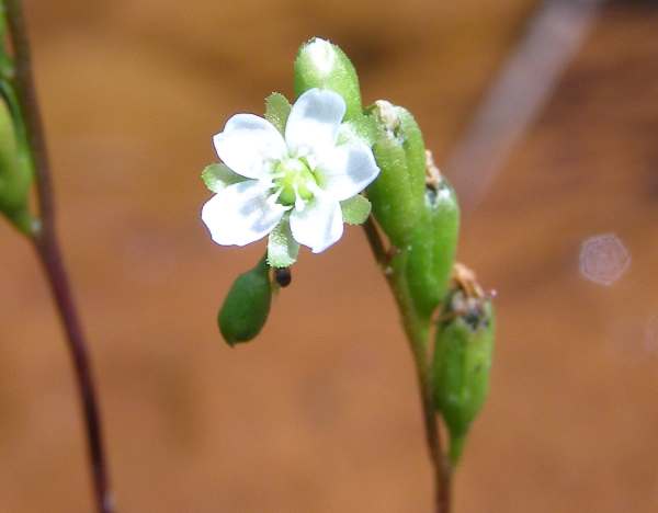Drosera rotundifoila