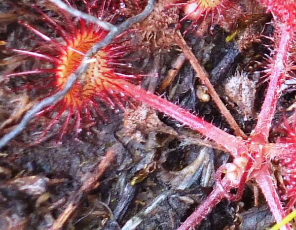 Hairy leaf stalks of Round-leaved Sundew