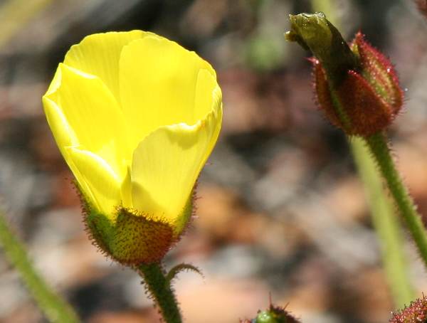 Flower of Drosophyllum lusitanicum - Portuguese Sundew