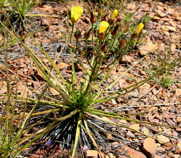 The sticky stem of Drosophyllum lusitanicum - Portuguese Sundew are visible here
