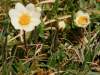 Dryas octopetala, Mountain Avens