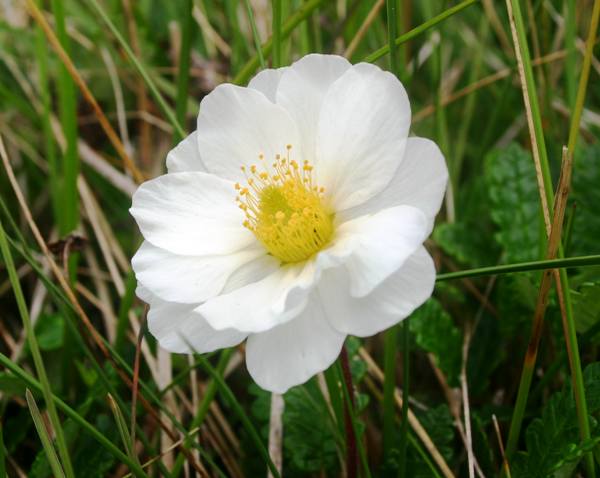 Dryas octopetala flower head with 16 petals