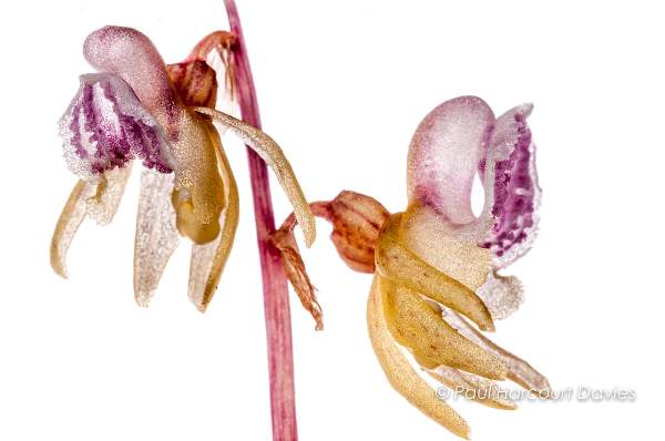 Epipogium aphyllum - ghost Orchid